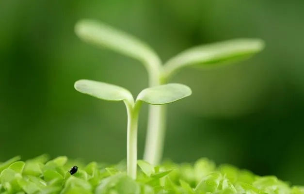 春风吹过季节的门楣，将属于大地的绿色夺回！