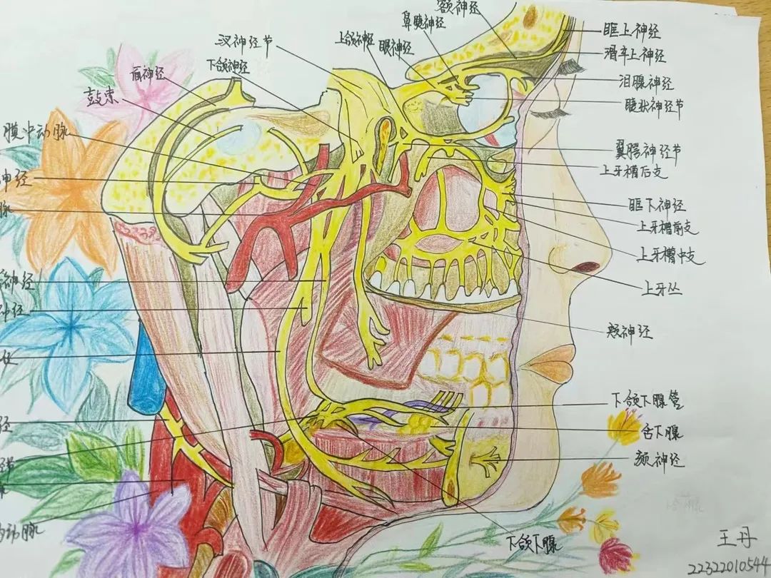 bat365在线登录网站护理与健康学院 医学绘图 我有画说 解剖绘图大赛