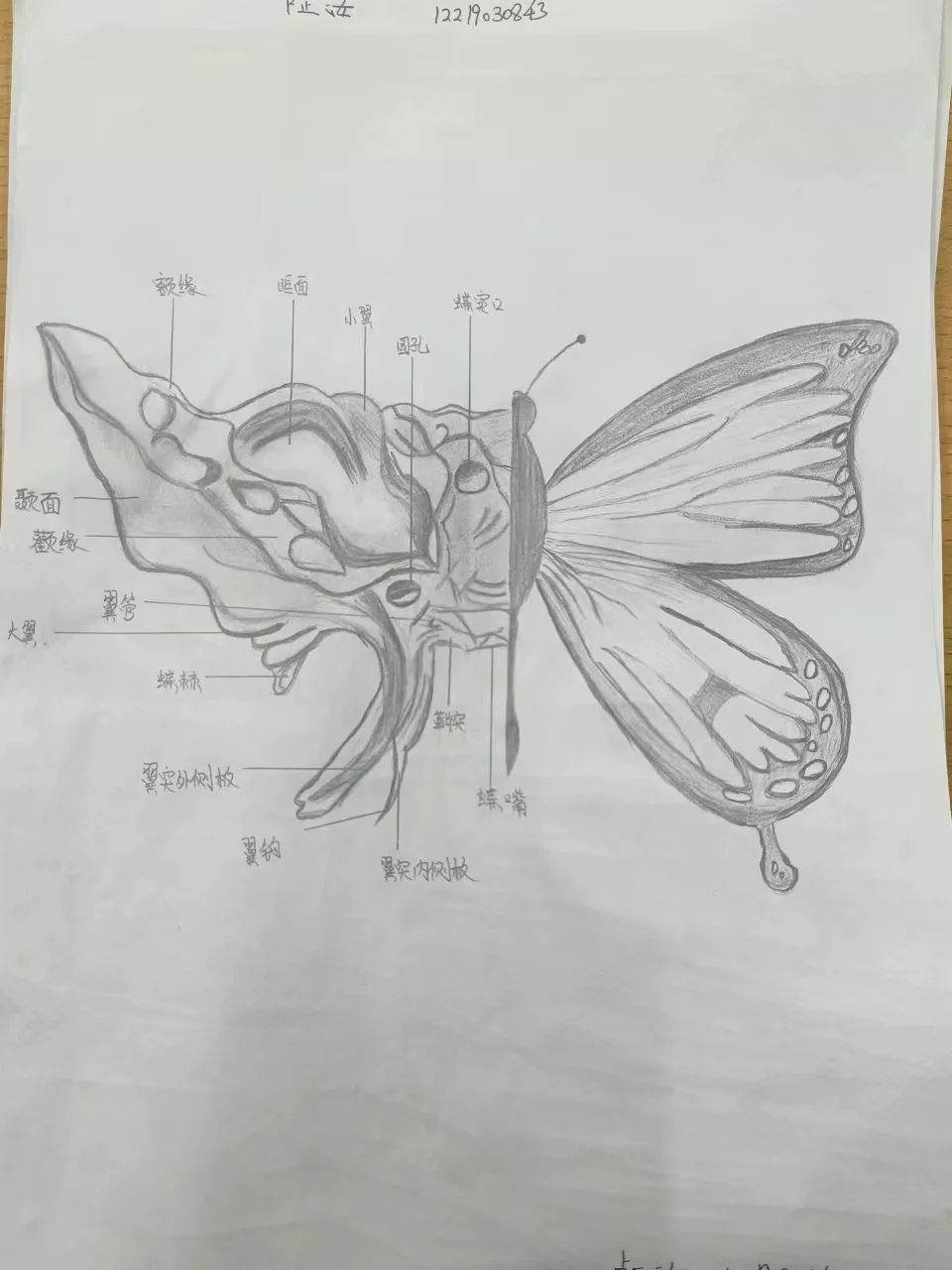 bat365在线登录网站护理与健康学院 医学绘图 我有画说 解剖绘图大赛